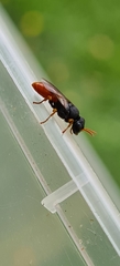 Arpactophilus
