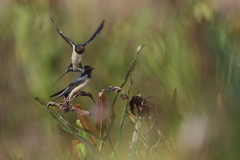 Hirundo rustica