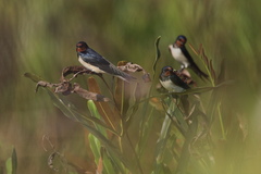Hirundo rustica