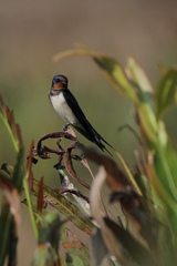Hirundo rustica