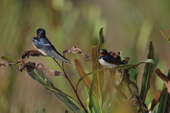 Hirundo rustica