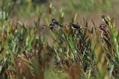 Hirundo rustica