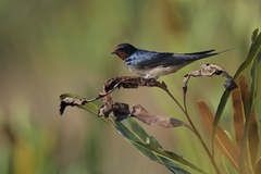 Hirundo rustica