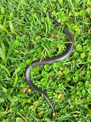 Natal Black Snake