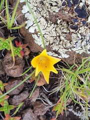 Romulea macowanii