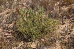 Leucadendron glaberrimum glaberrimum