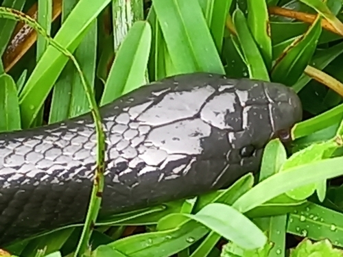 Natal Black Snake