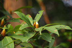 Machilus thunbergii