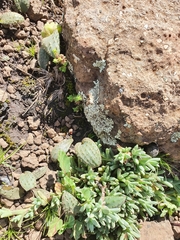 Massonia wittebergensis