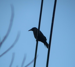 Corvus frugilegus