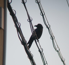 Corvus macrorhynchos