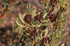 Leucadendron glaberrimum glaberrimum