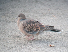 Streptopelia orientalis