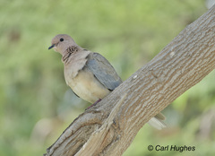 Streptopelia senegalensis