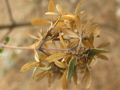 Zabelia mosanensis