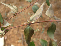 Zabelia mosanensis
