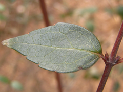 Zabelia mosanensis