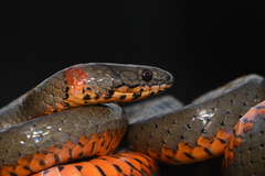 Diadophis punctatus similis