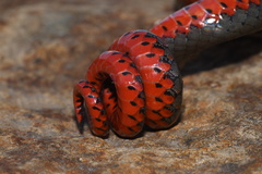 Diadophis punctatus similis