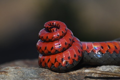 Diadophis punctatus similis