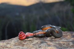 Diadophis punctatus similis