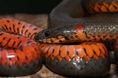 Diadophis punctatus similis