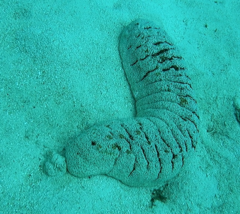 Holothuria fuscopunctata