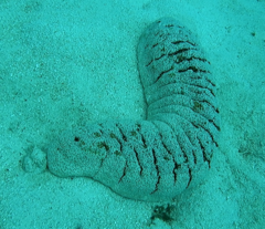 Holothuria fuscopunctata