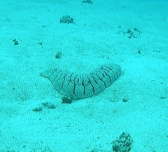 Holothuria fuscopunctata