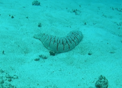 Holothuria fuscopunctata