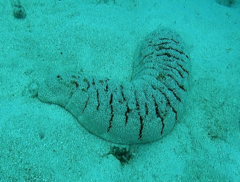 Holothuria fuscopunctata