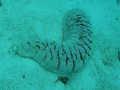 Holothuria fuscopunctata
