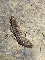 Harpogonopus confluentus