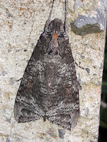 Isognathus australis