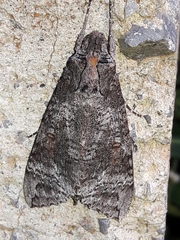 Isognathus australis