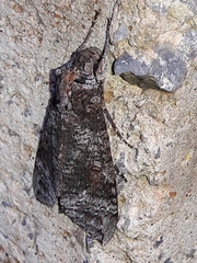 Isognathus australis