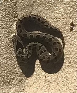 Rhombic Night Adder
