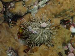 Temnopleurus reevesii