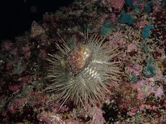 Temnopleurus reevesii