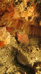 Sepia vermiculata image