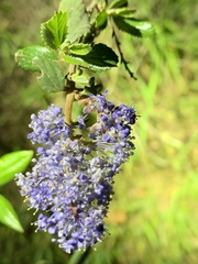 Ceanothus tomentosus olivaceus