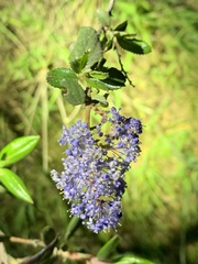 Ceanothus tomentosus olivaceus