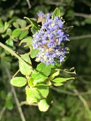 Ceanothus tomentosus olivaceus