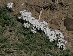 Junellia tridactylites