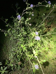 Ceanothus tomentosus olivaceus