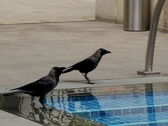 Corvus splendens