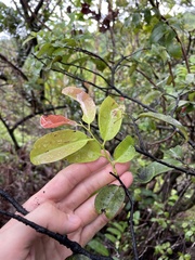 Diospyros sandwicensis