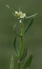 Spermacoce natalensis