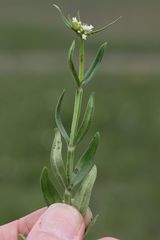 Spermacoce natalensis