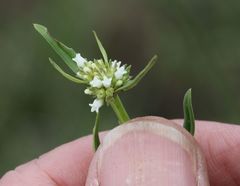 Spermacoce natalensis